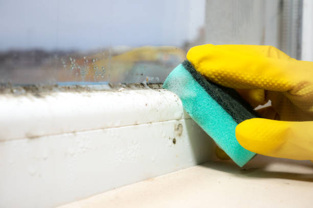 Best Professional Mold Removal  in Glastonbury Center, CT