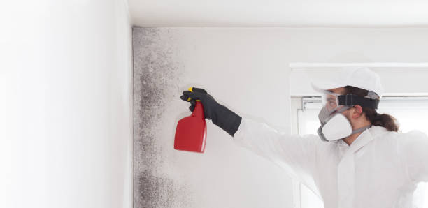 Certified Mold Removal in Glastonbury Center, CT