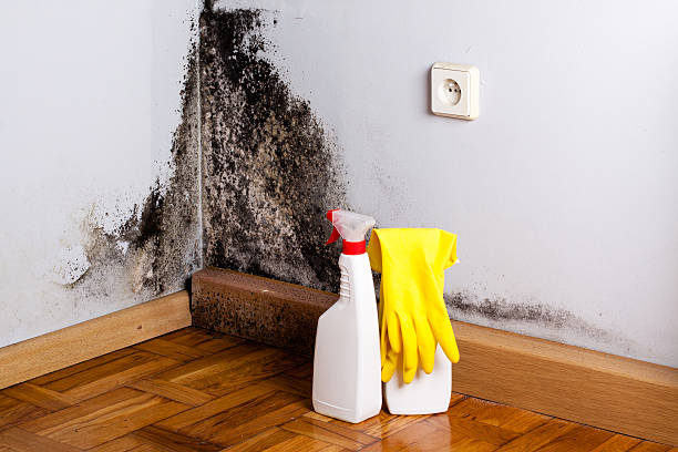 Best Attic Mold Removal  in Glastonbury Center, CT