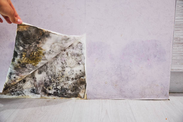Best Toxic Mold Removal  in Glastonbury Center, CT